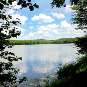 L'étang du Chesnoy, paisible...