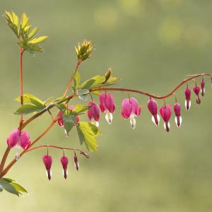 Cœurs de Marie du jardin
