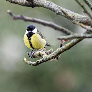 La mésange charbonnière surveille le gîte