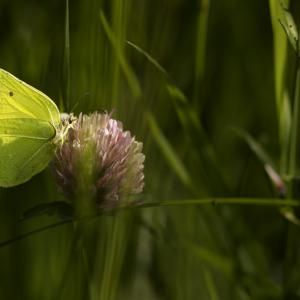 Partie de cache-cache avec le papillon citron.